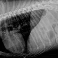 Aparelho de raio x portátil veterinário