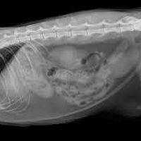 Aparelho de raio x portátil veterinário preço