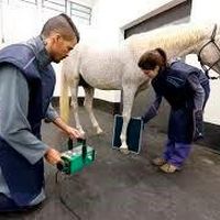 Radiologia veterinária e equina