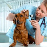 RX Veterinário e equino